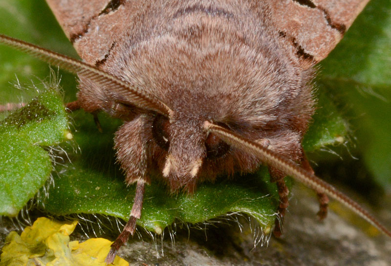 17 Quiz - Orthosia (Semiophora) gothica